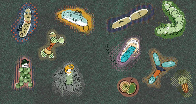 מתוך הספר &quot;נעים מאוד, אני חיידק&quot;