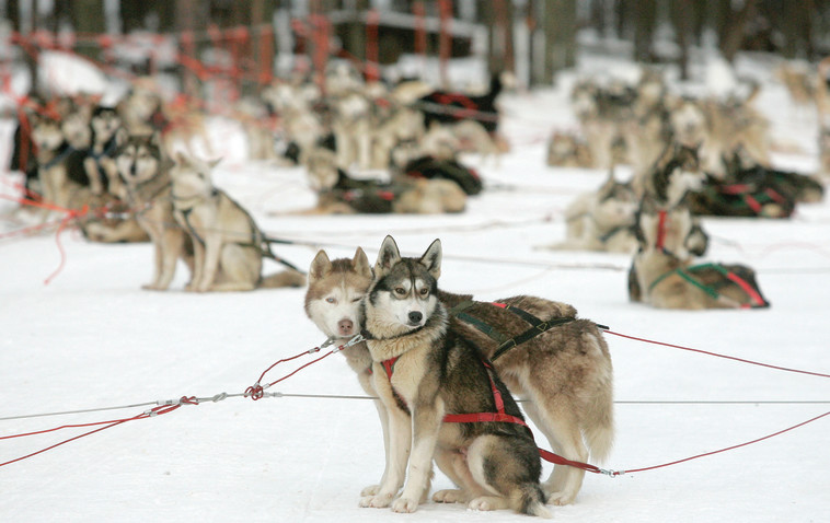 מהירותם הממוצעת היא כ-20 קמ&quot;ש. כלבי האסקי בלפלנד, צילום: רויטרס