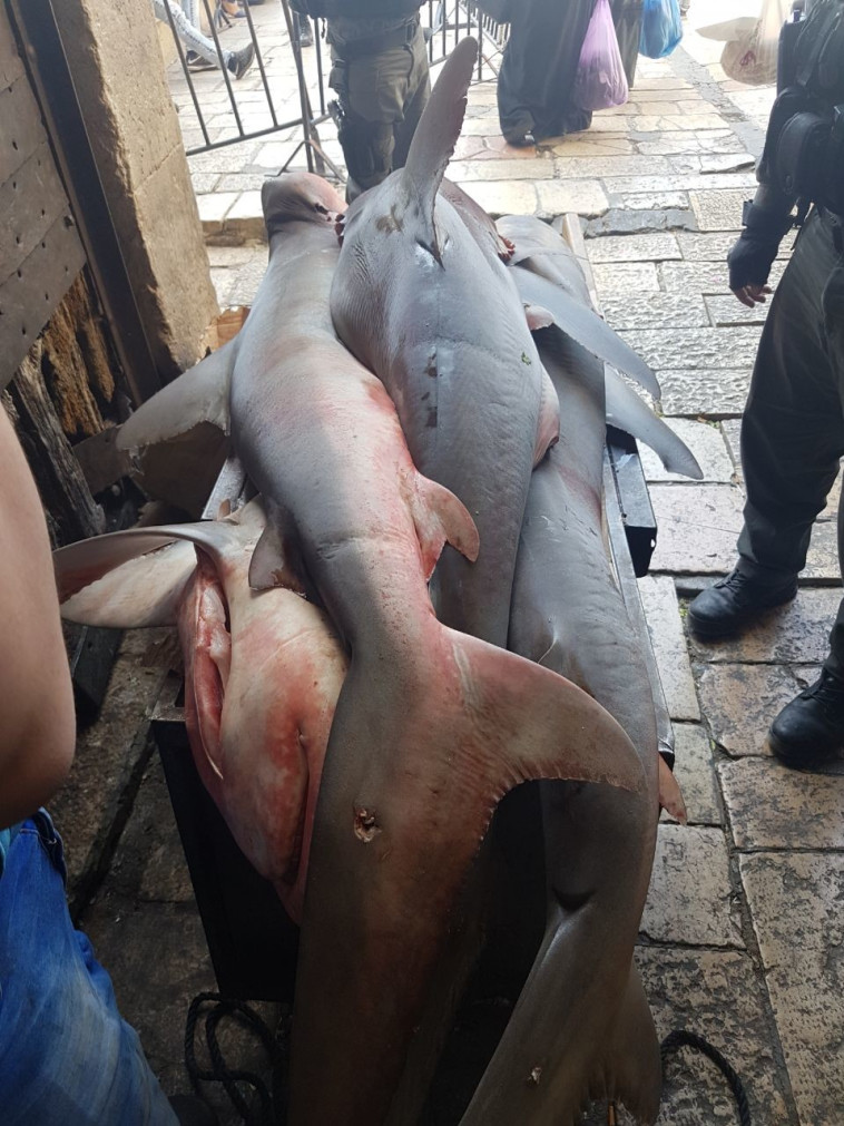 השוטרים נדהמו מהמראה החריג. צילום: דוברות המשטרה