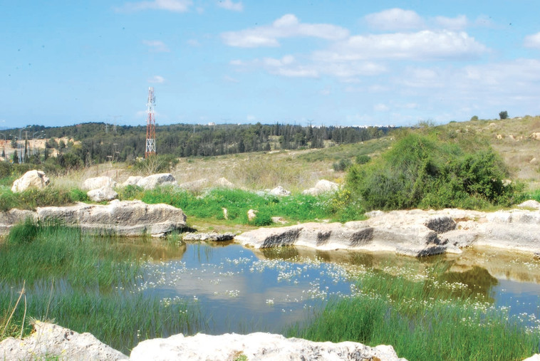 בריכת צרטה. בתקופה זו היא מלאת מים. צילום: מיטל שרעבי