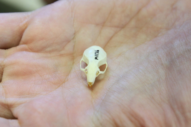 גולגולת של עכבר. צילום: אוניברסיטת חיפה