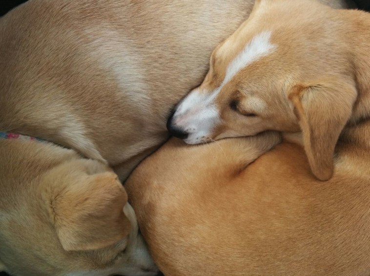 ונוס וסרינה. מסתדרות עם כל אחד. צילום: עמותת הרצליה אוהבת חיות