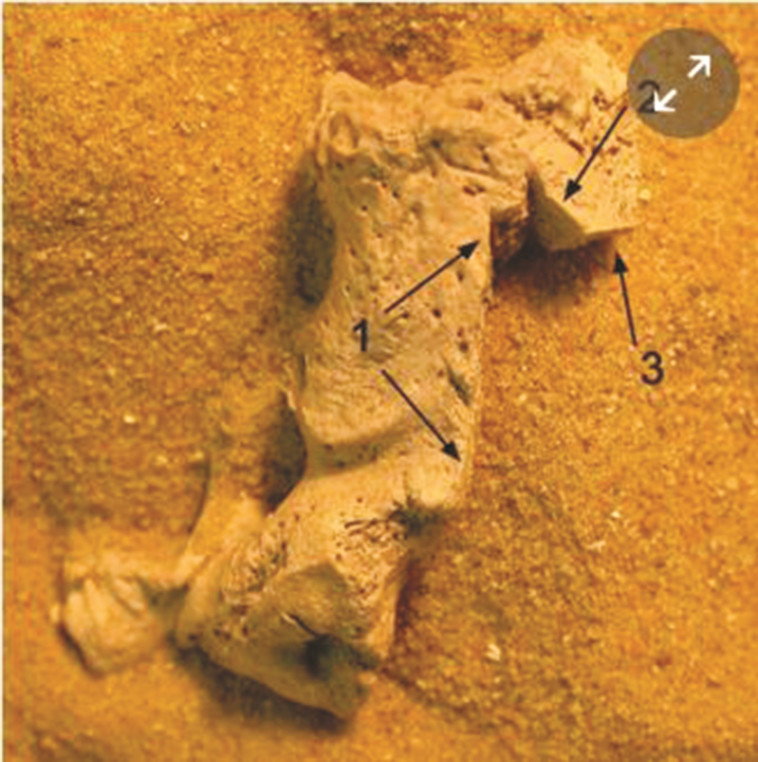 סימני השחתה על עצמות בוורהאם פרסי, צילום: אנגליה העתיקה, יח&quot;צ