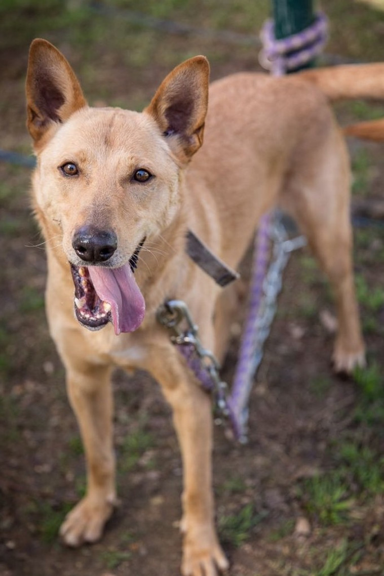 ולנטינו. צילום: רויטל טופיול