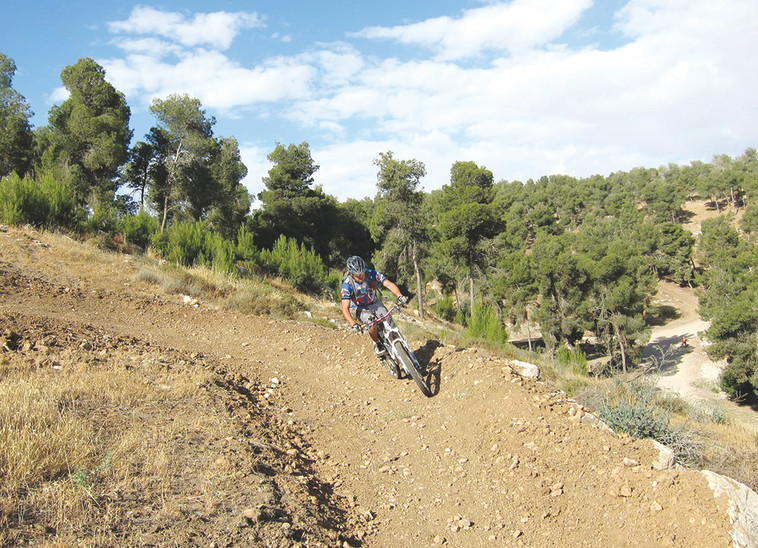 מסלול רכיבת אופניים ביער להב. צילום: יפתח סהר