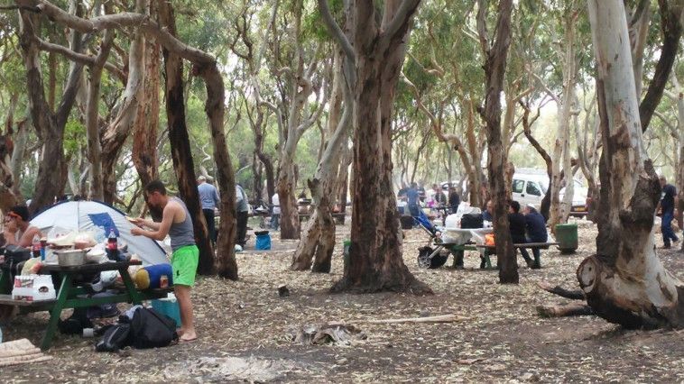 מטיילים ביער בירייה, צילום: קק&quot;ל