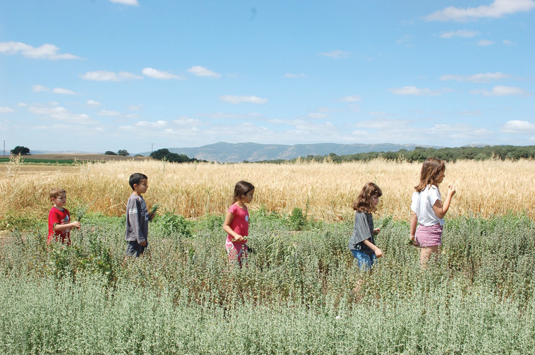 פסטיבל הזעתר בבית לחם. לסייר בשדות בטרקטור של סבא צבי ולהכין לאבנה. צילום: הדס ניצן