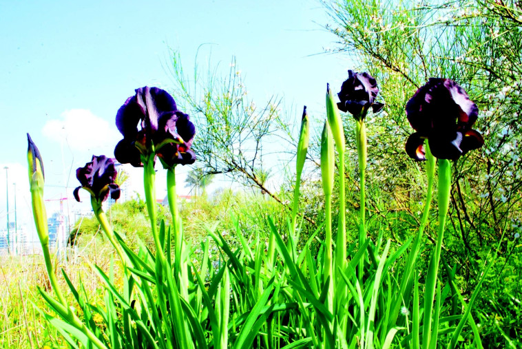 שמורת אירוס הארגמן, צילום: מיטל שרעבי