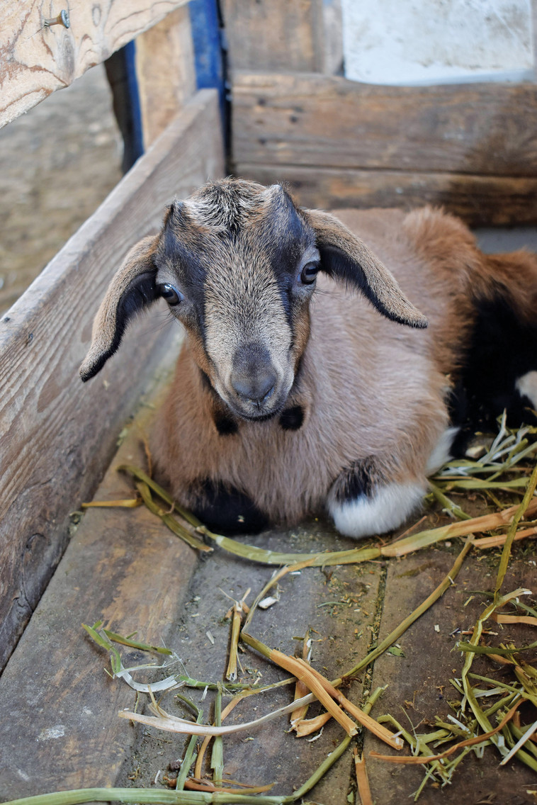 עיזה פזיזה. במחלבה יסבירו על תהליך ייצור הגבינות. צילום: מיטל שרעבי