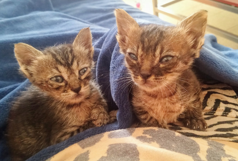 מחפשים לשחק ולאהוב. נאמר ונאלה