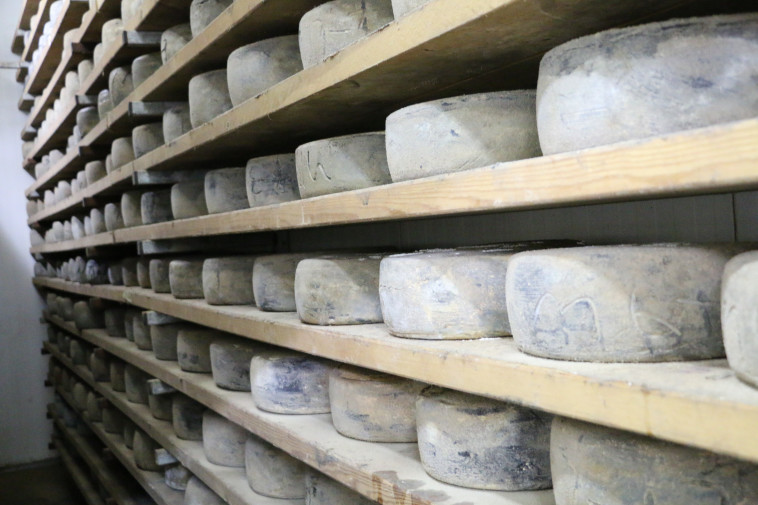 מחלבת בוטיק של משפחת יעקבס. צילום: פסקל פרץ&ndash;רובין וכפיר שמעוני 