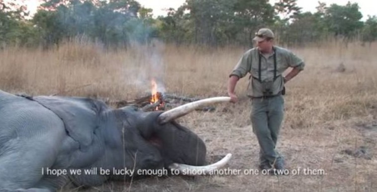 הרוויח הון מציד חיות בדרום אפריקה. טוויטר