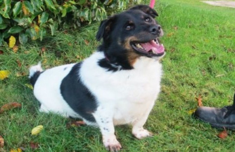 בריא יותר. טייקו הכלבלב. צילום מסך