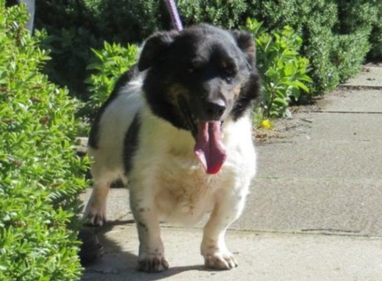 חתיך. טייקו לאחר שהשיל 38 קילוגרמים ממשקלו. צילום מסך