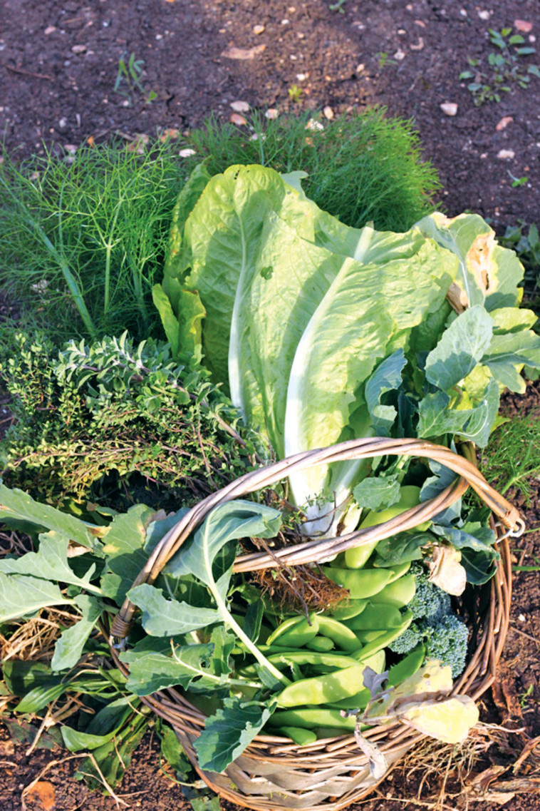 &quot;קטופותי&quot;. צילום: מיטל שרעבי