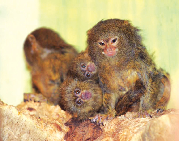 המרמוסט הננסי. צילום: שי בן עמי