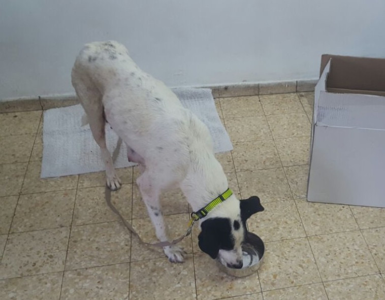 האם הטרייה שנמצאה פצועה ונטושה