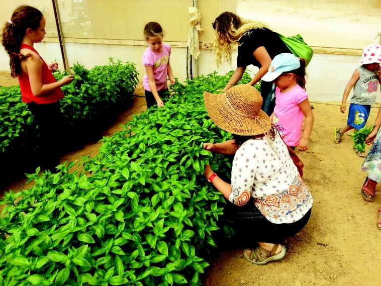 תערוכה חקלאית. שבועות ברמת נגב. צילום: שביל הידע במדבר