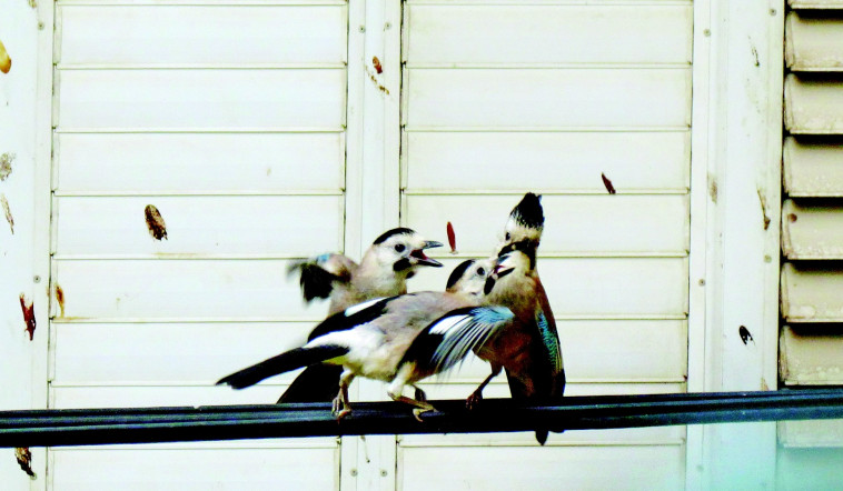 צרחות שנשמעות כאילו מישהו נשחט. עורבנים. צילום: נתן זהבי