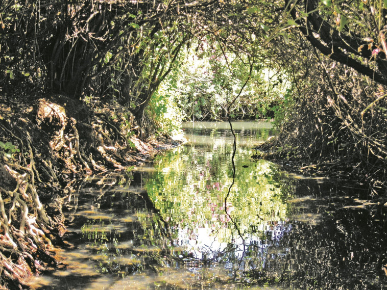שמורת המג'רסה