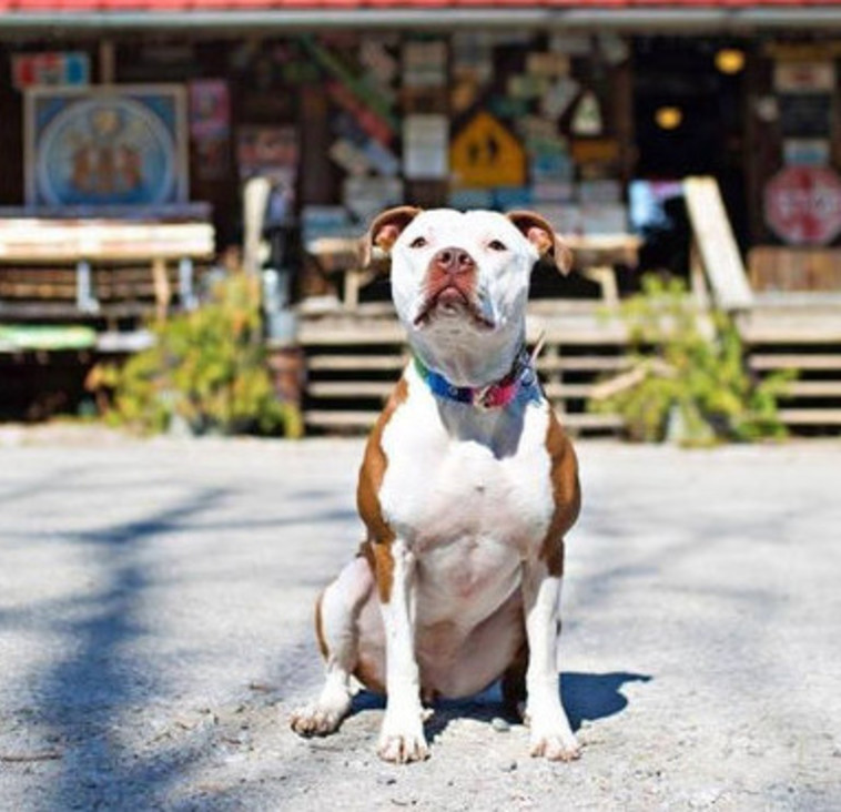 ראשת העיר החדשה של ראביט האש, קנטקי. טוויטר