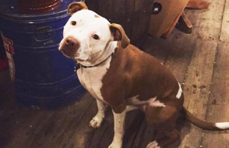 ראשת העיר פאולטרו. טוויטר