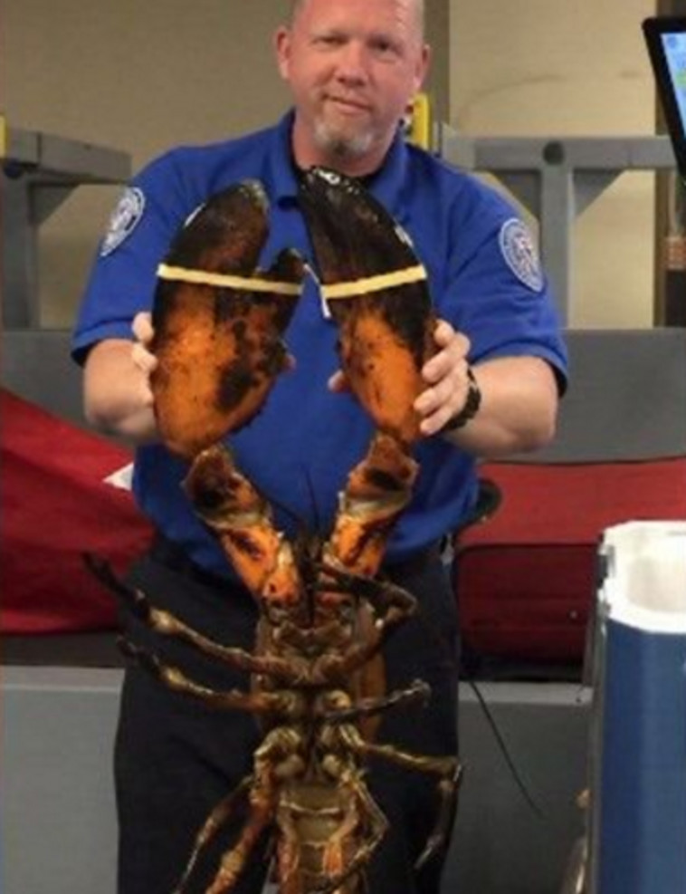 לובסטר חי במשקל של 10 ק&quot;ג נמצא בשדה תעופה בארה&quot;ב. טוויטר