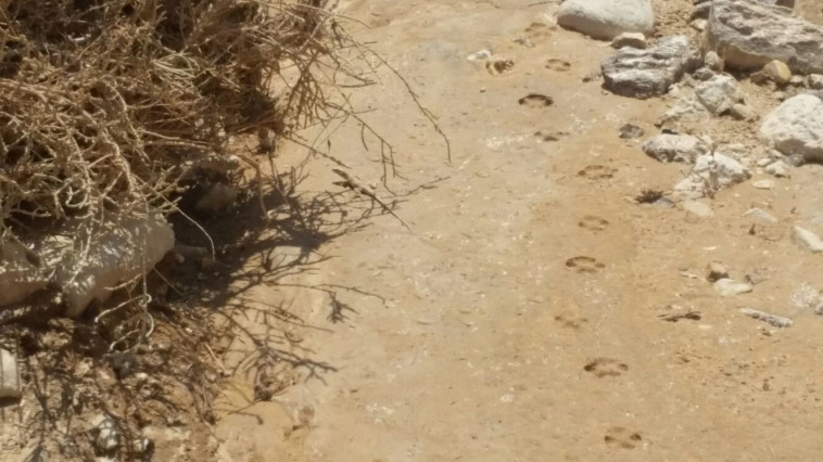 עקבות שועל בשמורה, היום. צילום: בעז פריפלר, רשות הטבע והגנים