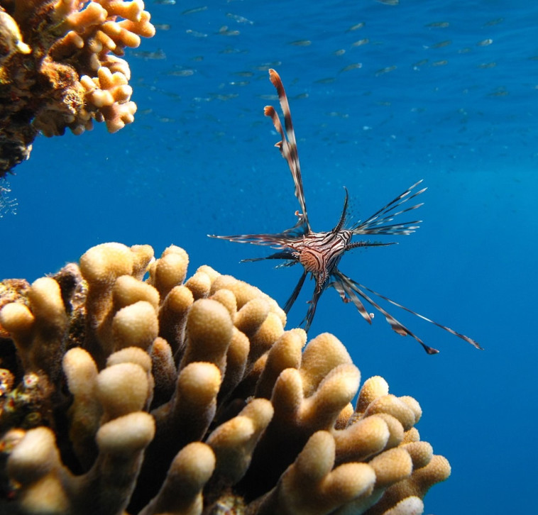 החוף האקולוגי ברצועת שהועברה לציבור. צילום: אמיר שטרן