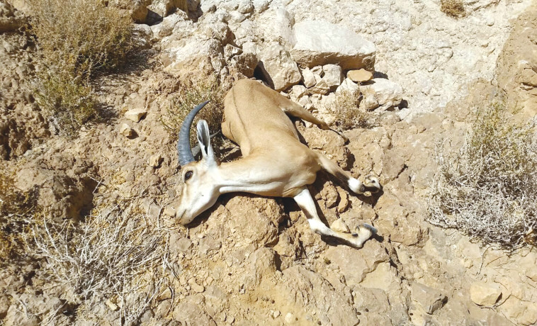 פגר יעל בנחל אשלים, אחרי הזיהום. צילום: מארק כץ, רשות הטבע והגנים פגר יעל בנחל אשלים, אחרי הזיהום. צילום: מארק כץ, רשות הטבע והגנים