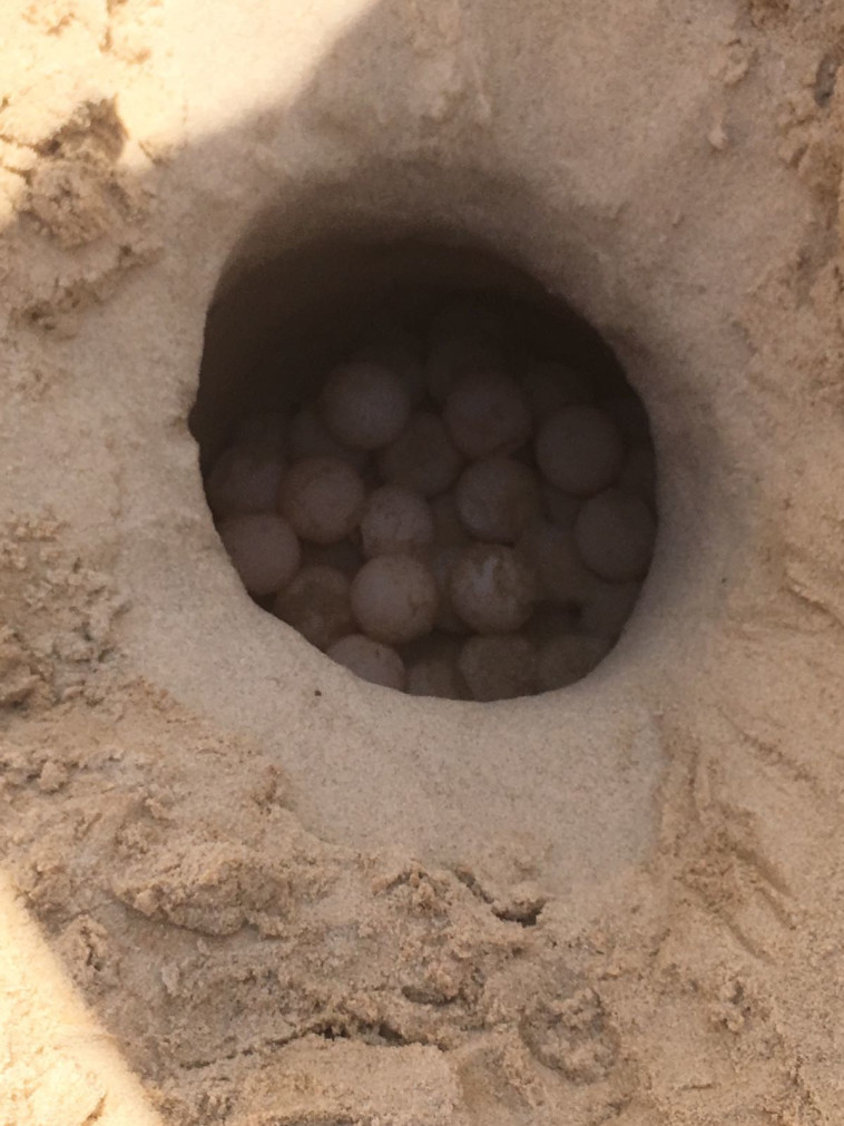 מחפורת צבי הים, צילום: יעל ויואב פרחי