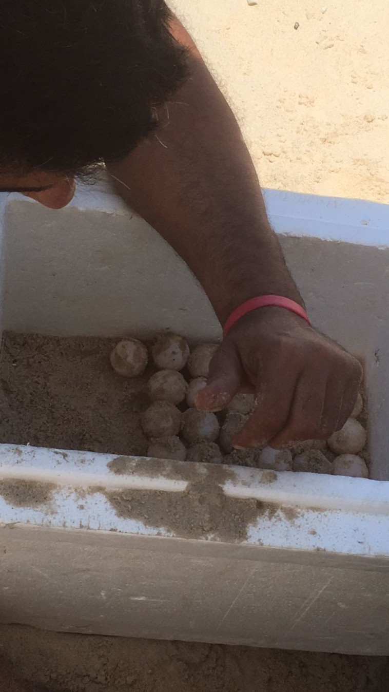 חילוץ הביצים והעברתם למדגרה. צילום: יעל ויואב פרחי