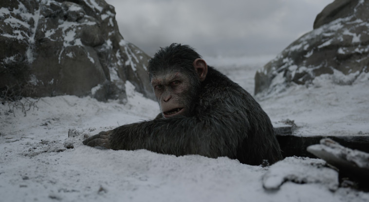 &quot;כוכב הקופים: המלחמה&quot; 