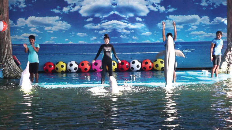 צילום מסך .Pataya Dolphin world