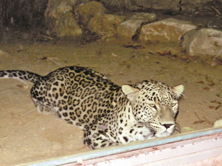  נמר בגן החיות התנ&quot;כי בירושלים. יערה פורסט