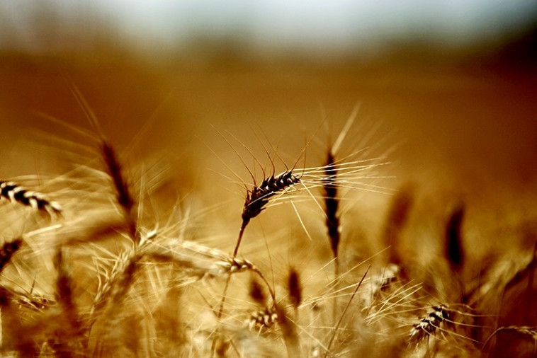 חיטה. צילום:  יוסי זמיר, פלאש 90 
