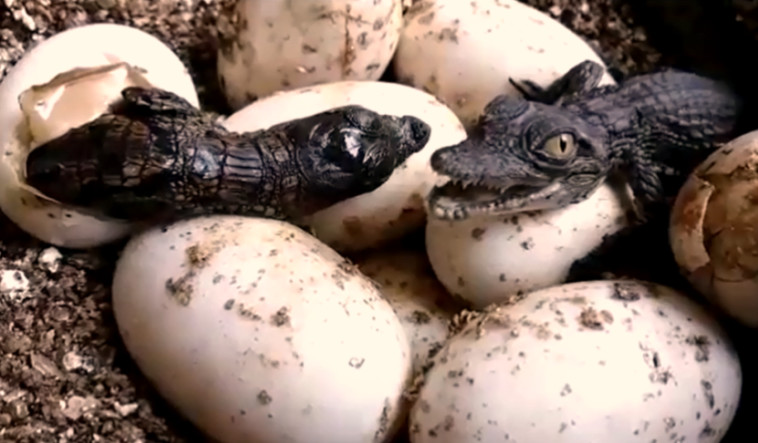 התנינים הקטנים מיד אחרי הבקיעה. צילום: קרוקולוקו חוות התנינים בערבה