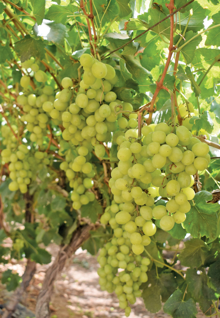 ענבי טלי. סיור ב&quot;הכרם בלכיש&quot; יספק הסבר על הזנים השונים ועל אופן הבציר. צילום: מיטל שרעבי