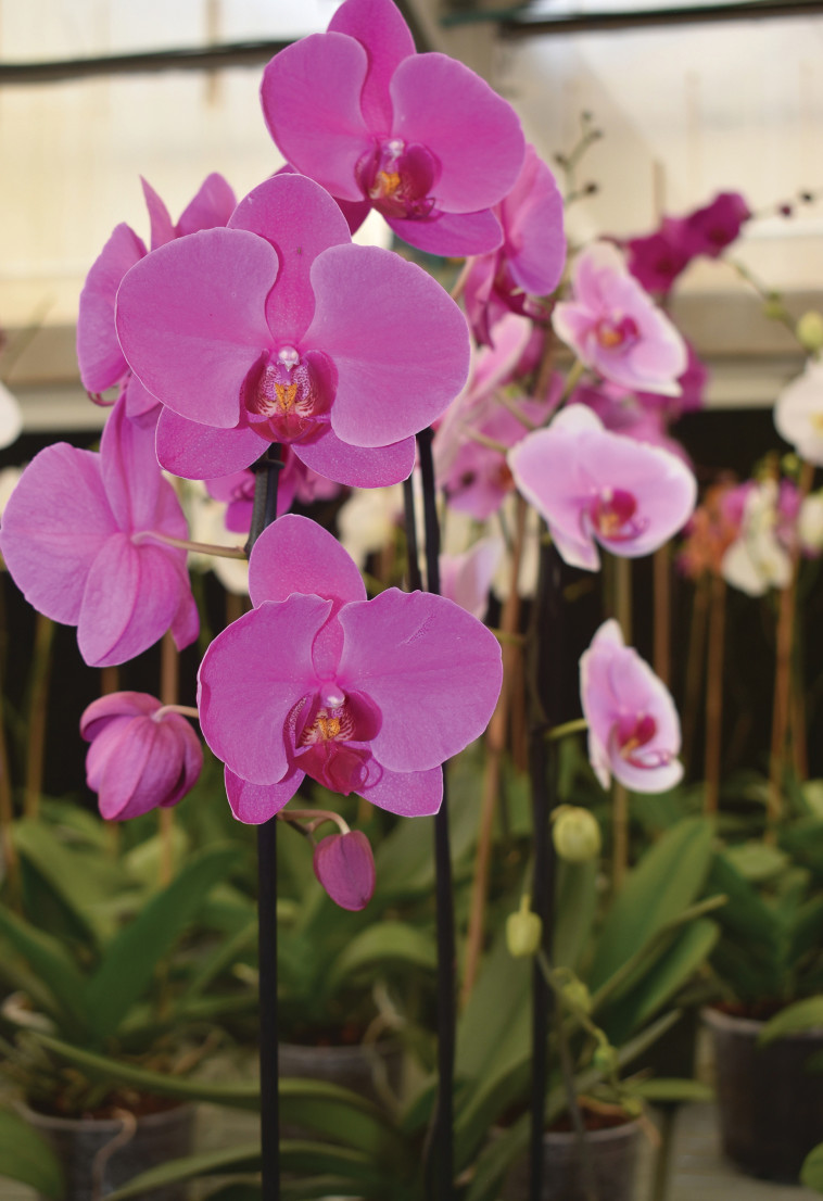 גן עדן לסחלבים במשתלת &quot;סולו שתיל&quot;. צילום: מיטל שרעבי