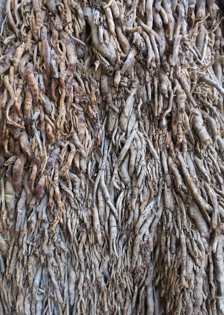 תערוכה באברבנאל 