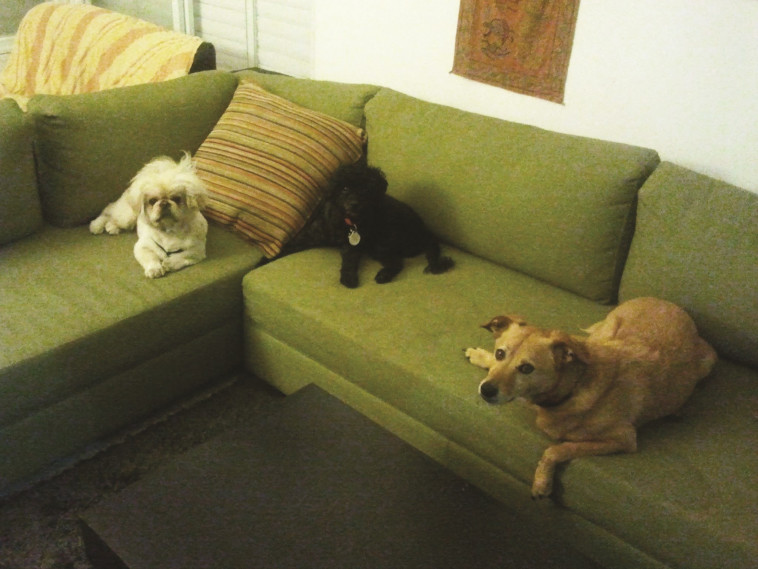 בפנסיון מלא. צילום: אלבום פרטי