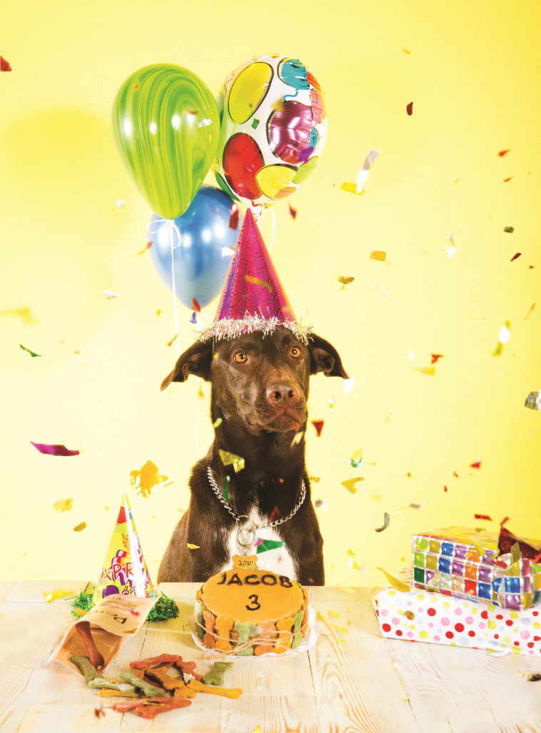 טעימה לכלבים, לא לאנשים. מסיבת יום הולדת, צילום: Jacob Dog Photography