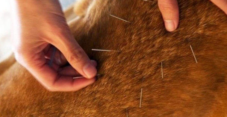 &quot;הכלבים שוכבים בכיף&quot;. דיקור סיני לכלבים, צילום: ניר שאנני