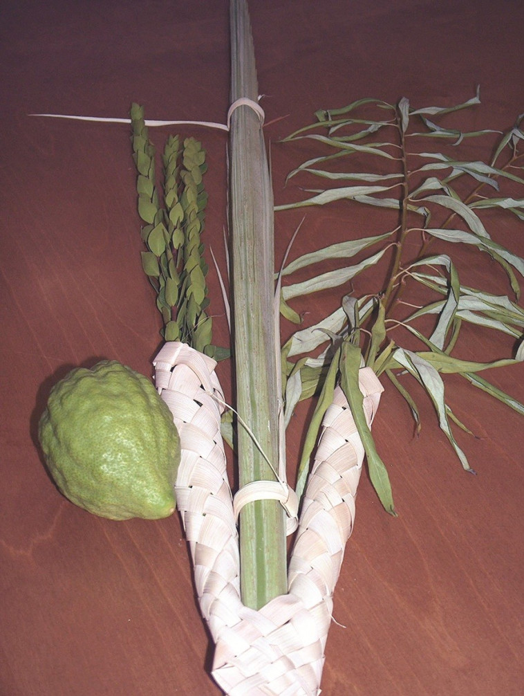 התחלה יפה לשנה החדשה. ארבעת המינים, צילום: ויקיפדיה