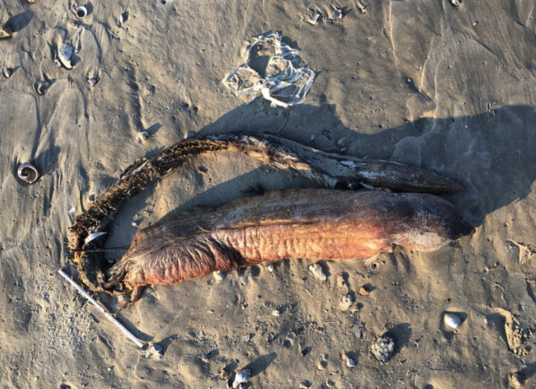 אמיתי לחלוטין ומאוד מבהיל. צילום: טוויטר