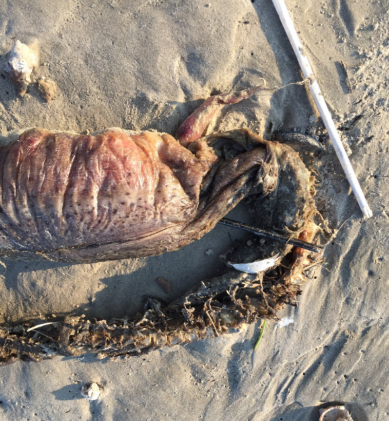 נסחף אל החוף בעקבות הוריקן הארווי. צילום: טוויטר