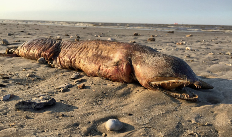 מפחיד! לא משהו שרוצים להיתקל בו בחוף בים. צילום: טוויטר