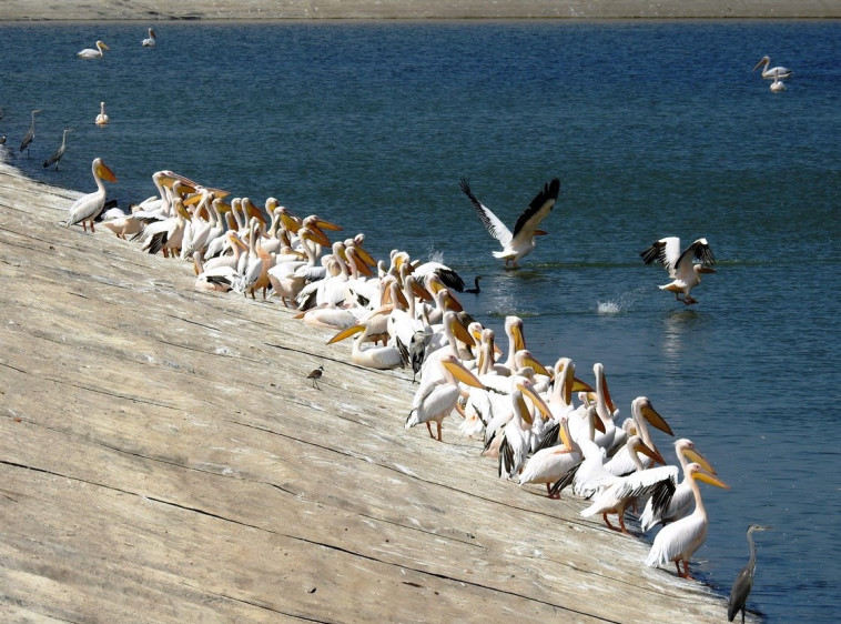 שקנאים במאגר מים בשרון. צילום: החברה להגנת טבע