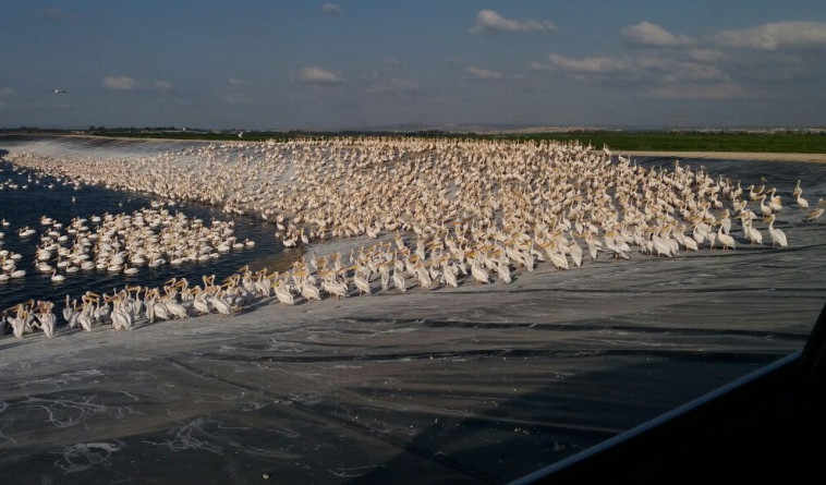 שקנאים בחוף הכרמל, השבוע. צילום: לוטם נאמן