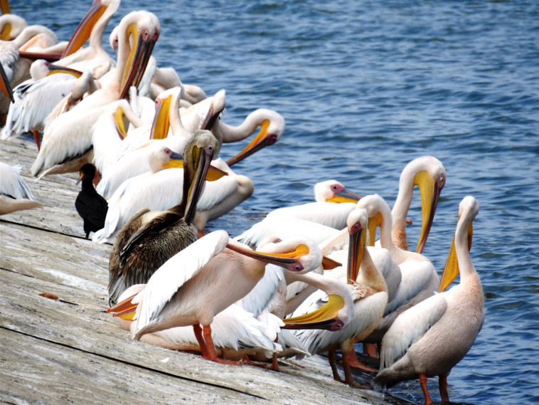 שקנאים במאגר מים בשרון. צילום: דב גרינבלט, החברה להגנת הטבע